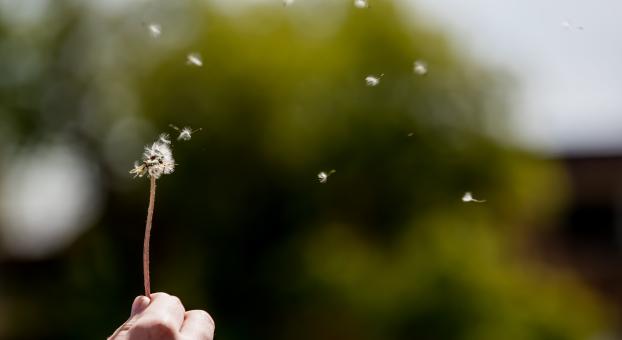 Un pissenlit en semences est soufflé par le vent en une journée ensoleillée.